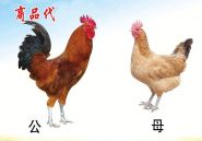 九州酷游「中国游」官方网站