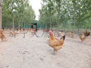 ���ݿ��Ρ��й��Ρ��ٷ���վ