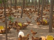 ���ʲ�ı������������