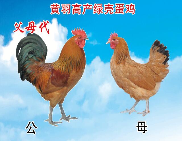 济宁九州酷游孵化厂 济宁九州酷游孵化厂