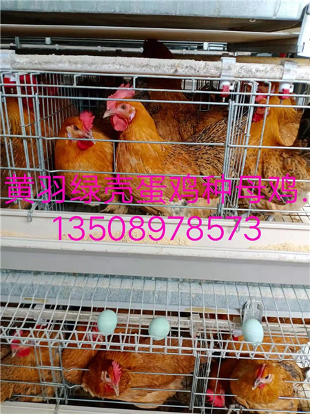 ɽ�������̿ǵ����۸�